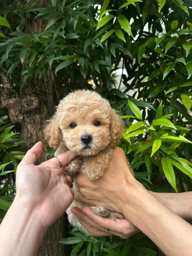 Poodle Apricot Nego