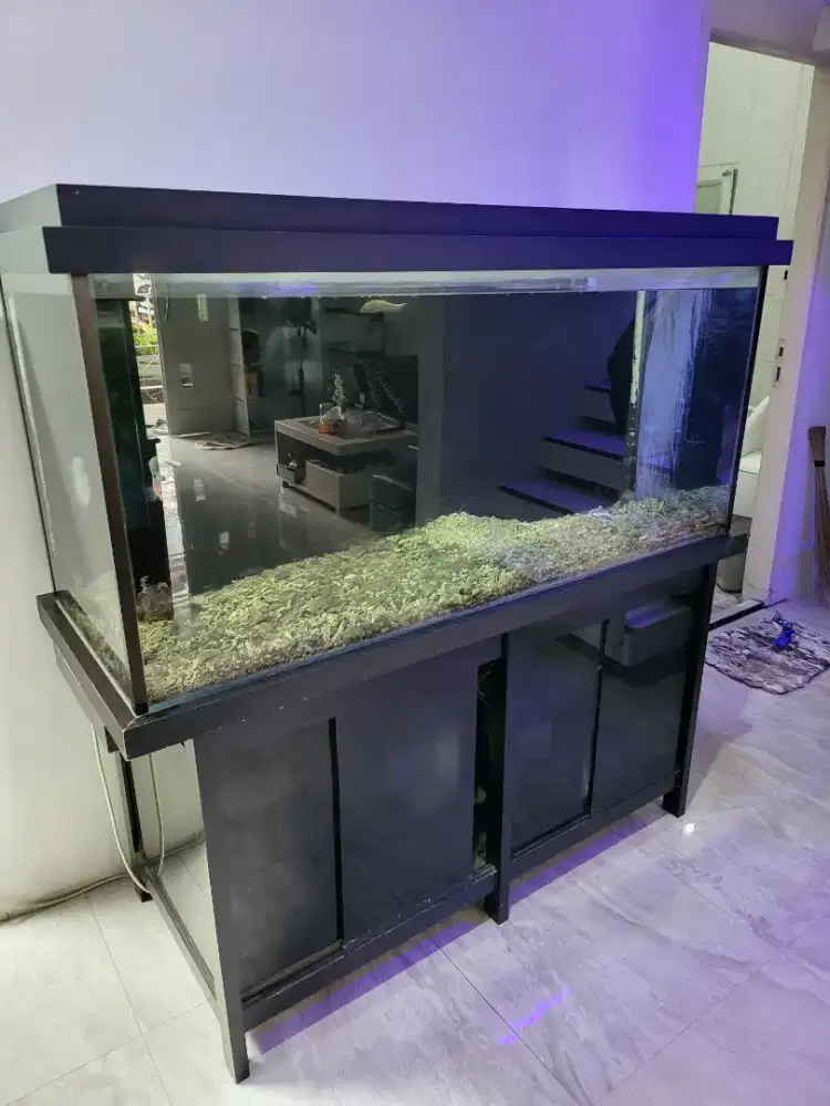 AQuarium Arwana dan Air Laut