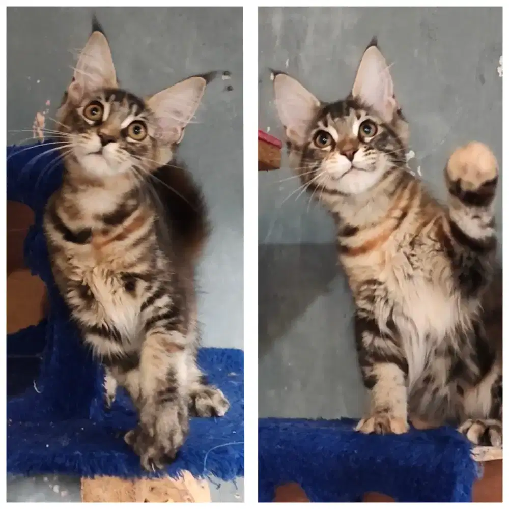 MC Kittens Pure good profile, murce