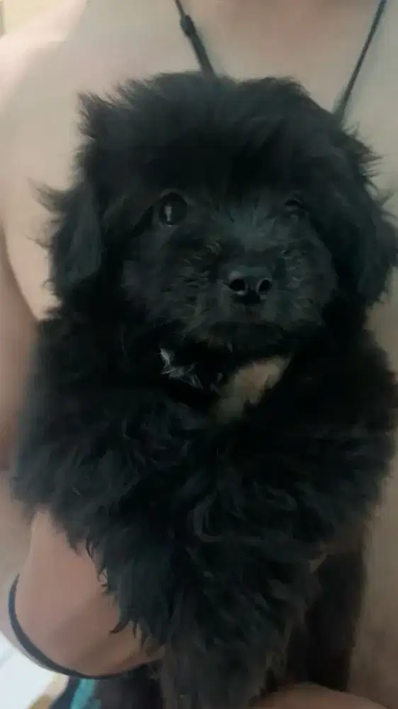 Anjing Shihtzu mix Maltese