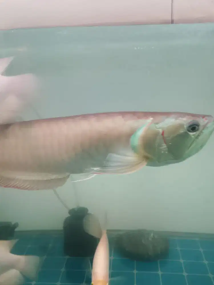 Ikan arwana silver