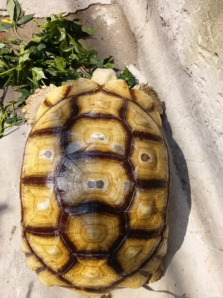 Kura betina sehat 50 cm