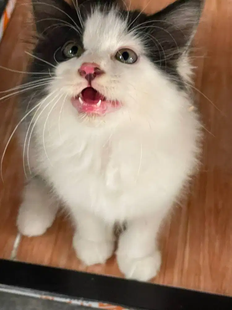 OPEN ADOPT KUCING MIXED DOM