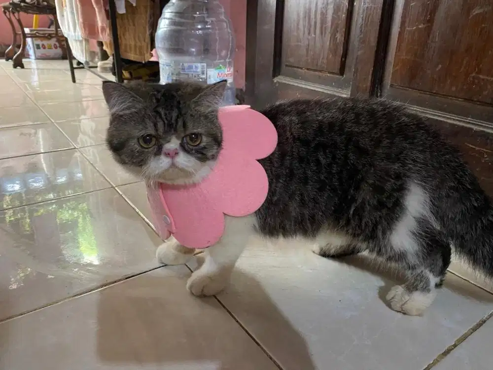 LA kitten peaknose exco shothair Jantan