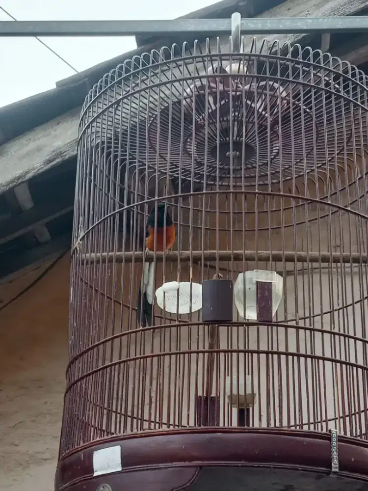 Burung Murai Medan Pastol gacor