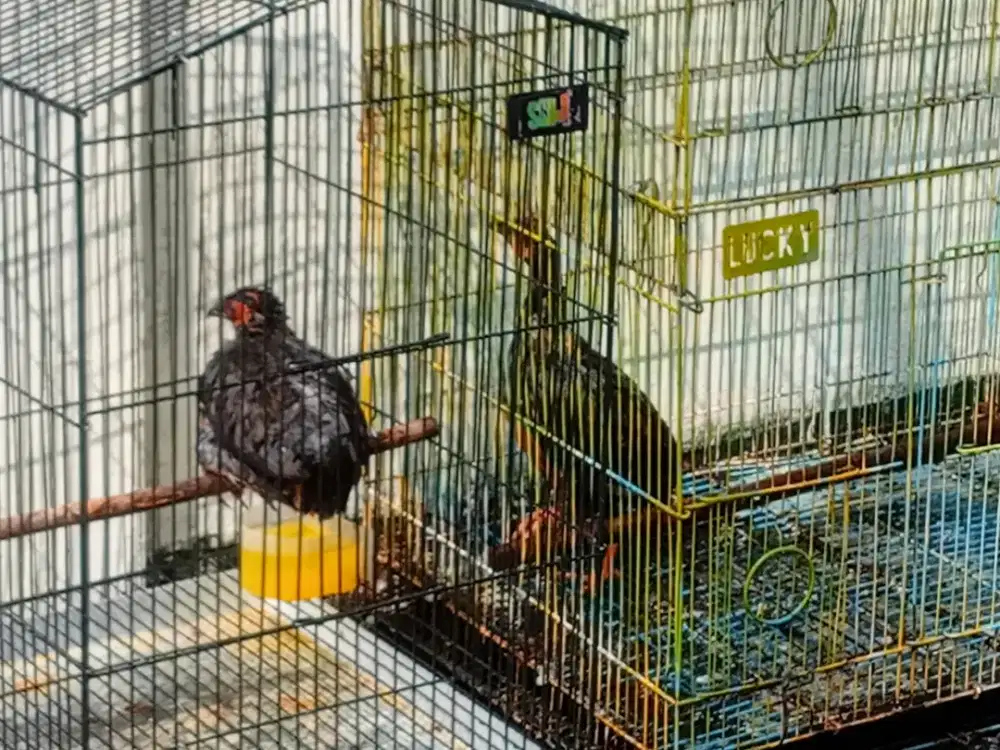 Puyuh gonggong superan harga satu ekor ready 2 ekor