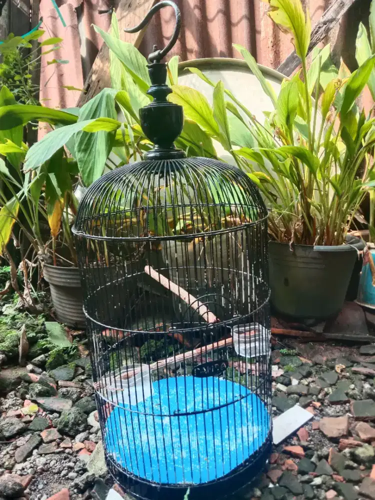 Kandang lovebird
