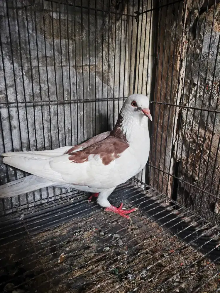 Burung merpati betina