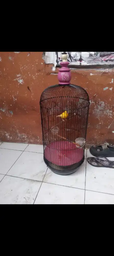 Burung kenari lover fullset gacor
