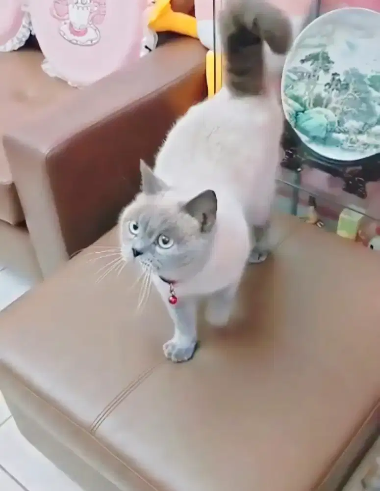Kucing BSH SEALPOINT