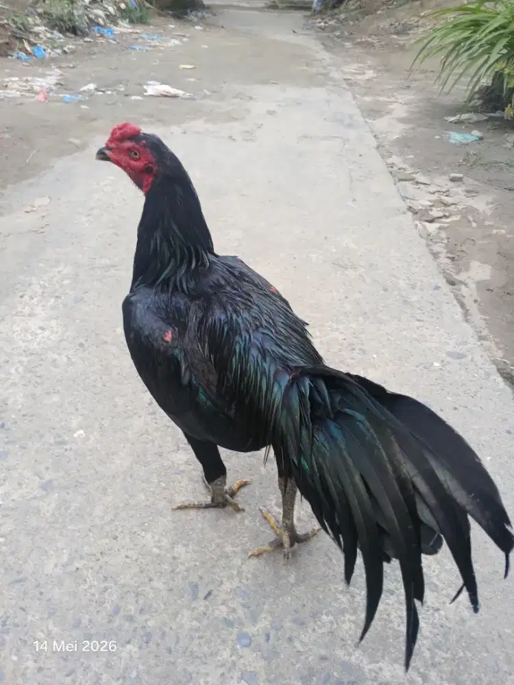 Ayam khoytrad win 1x