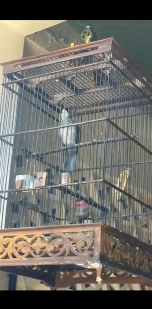 cucak Rawa Lokal Jantan
