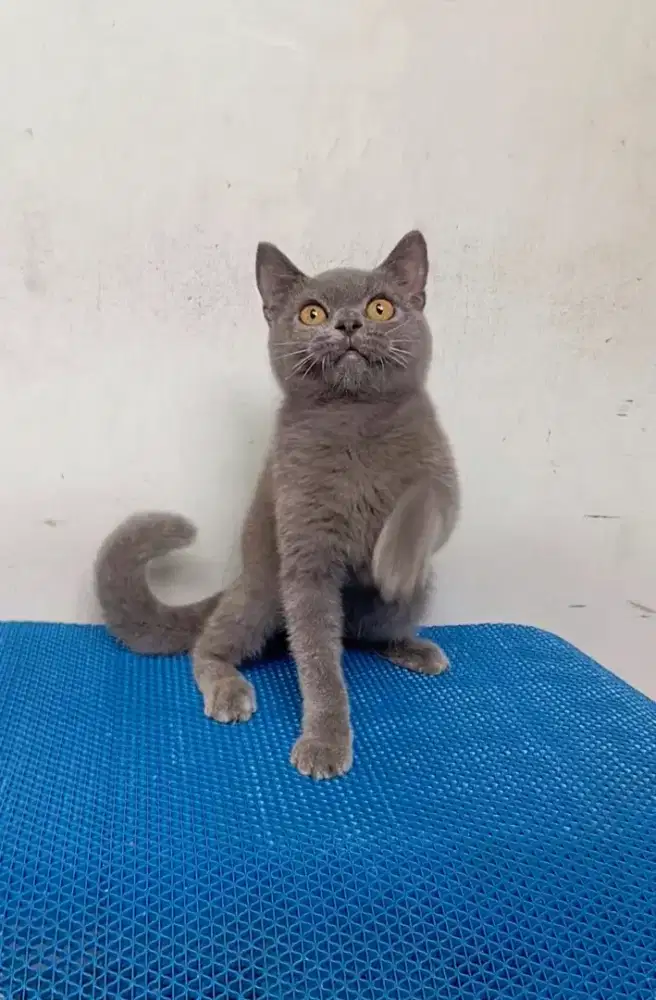 BRITISH SHORTHAIR / BSH BLUE