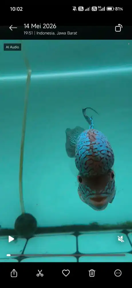 ikan louhan uk 5 jari
