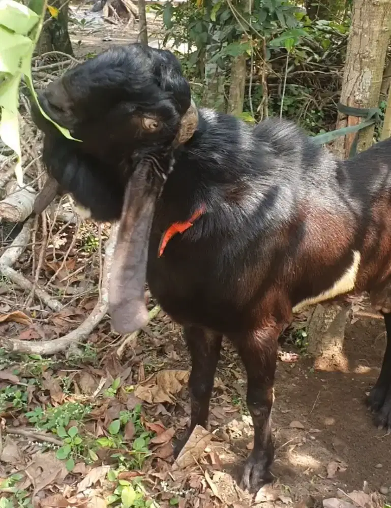 Jual kambing siapa Qurban