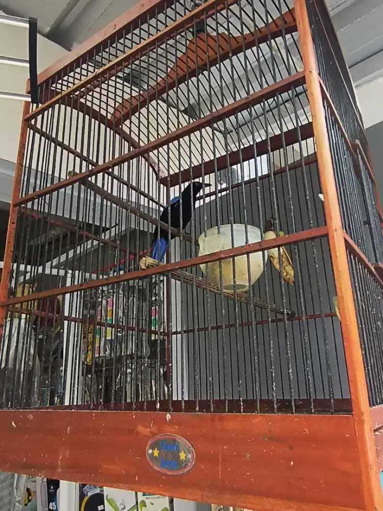 Jual burung cucak biru/donatelo gacor