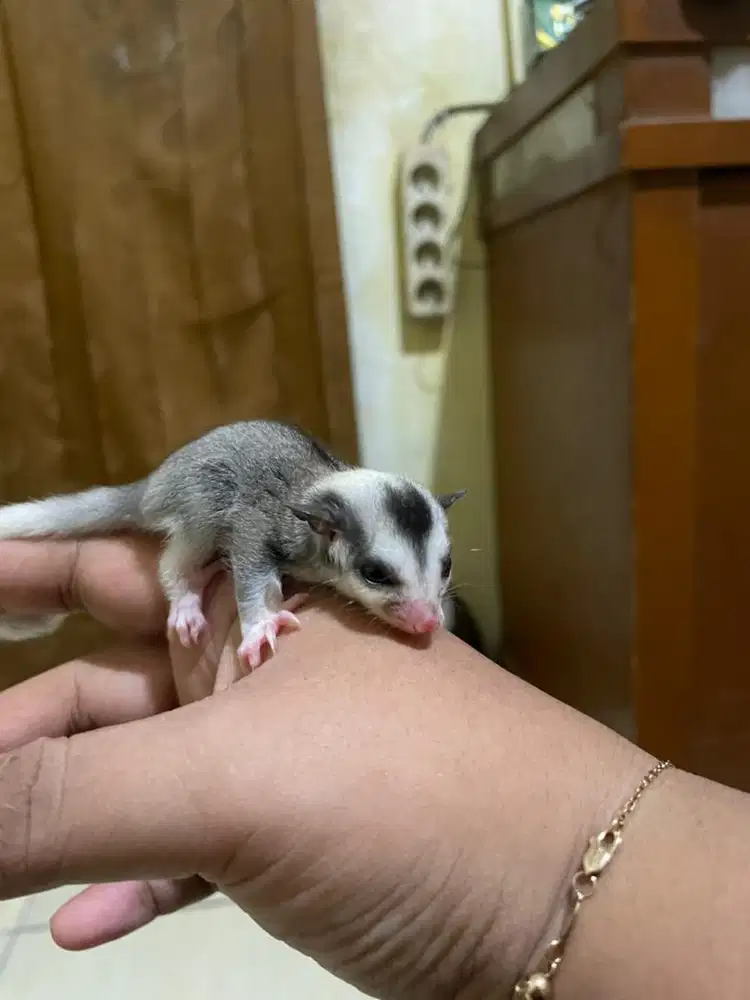 Sugar glider joey