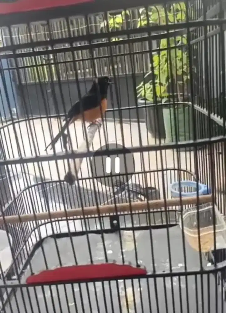 Murai riam prestasi hangat