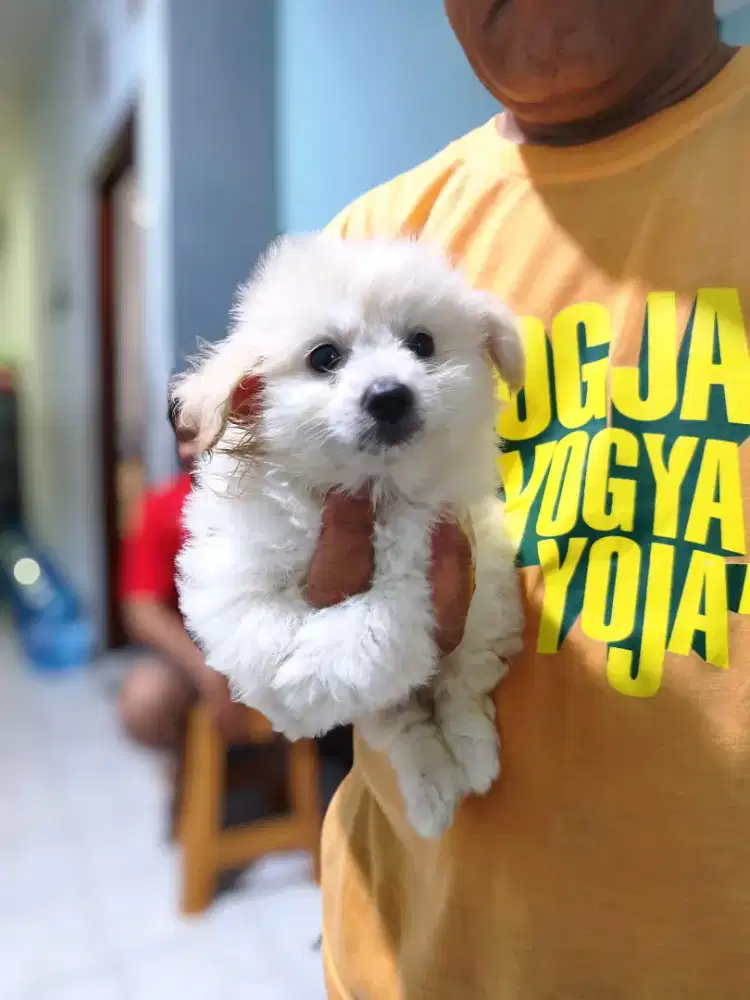 Anakan anjing Bichon x pom jantan