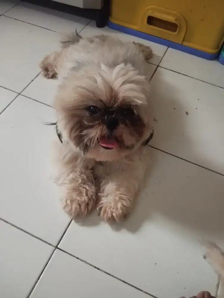 Shitzu dan minipom