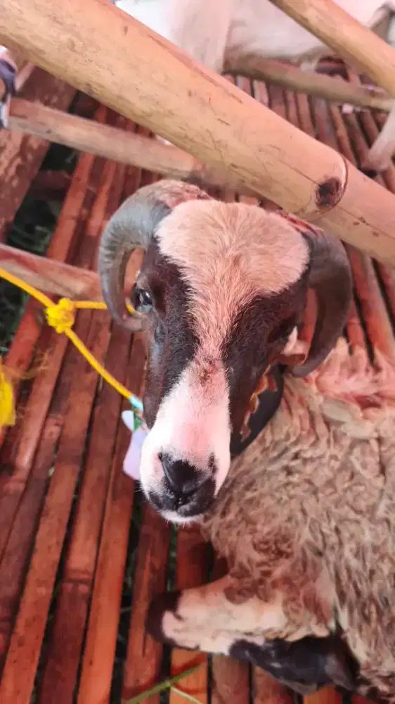 DOMBA QURBAN 2 JUTAAN,  NEGO FREE ONGKIR