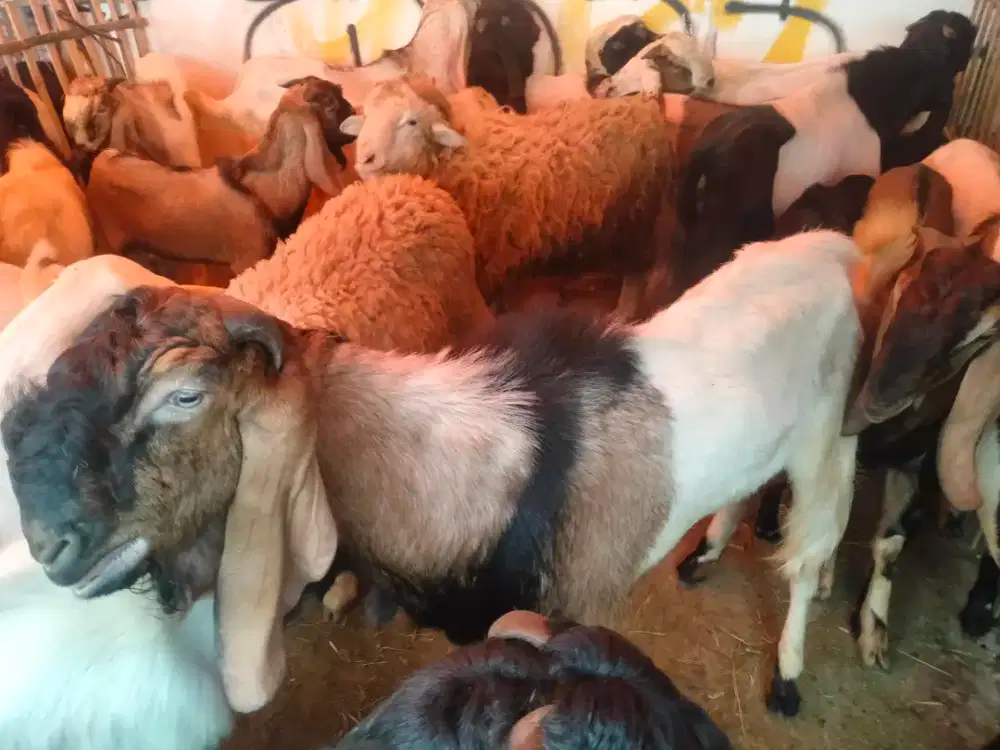 Hewan kurban kambing dan sapi