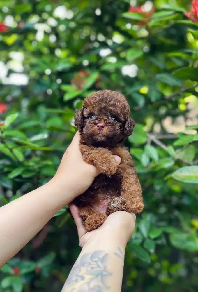 Open booking anjing tiny poodle warna jarang ada