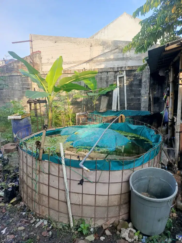Kolam Tandom bekas lele