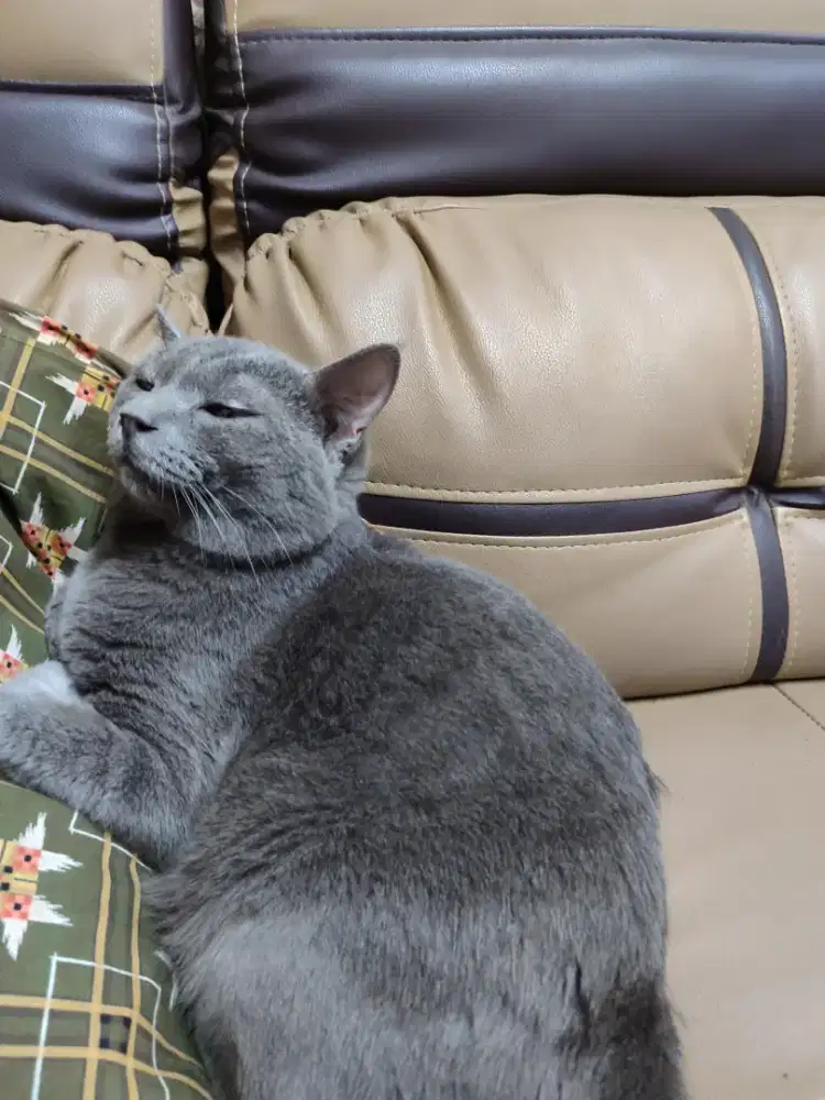 Lepas Adopsi Kucing Abu