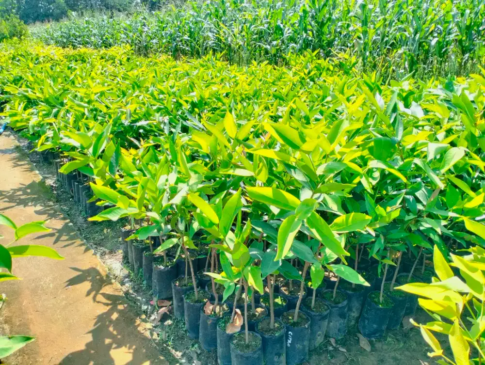 Bibit jambu air citra