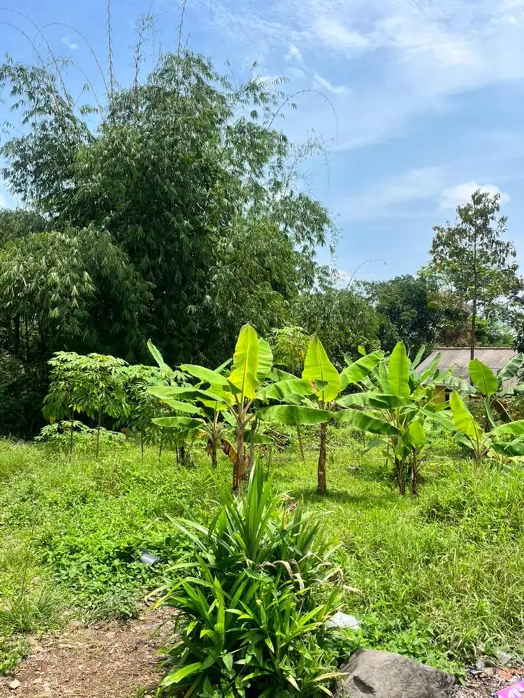Dijual Cepet Tanah SHM 399m² Ciapus Bogor – Akses Mobil, Harga Nego!