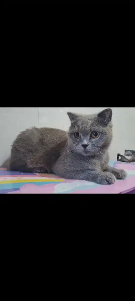 BSH SF Betina Indukan