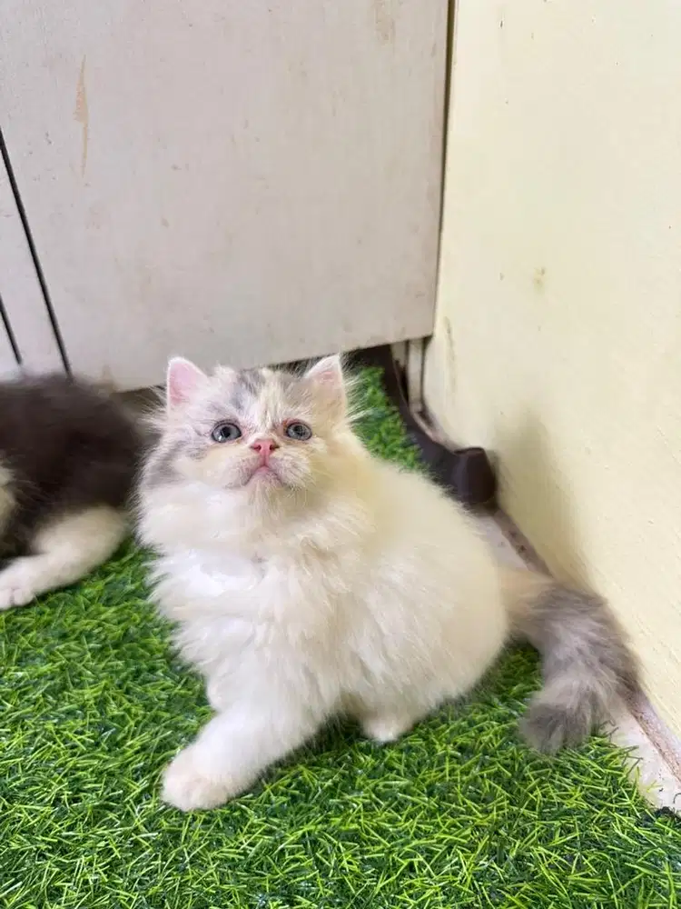 Persia flatnose warna calico van