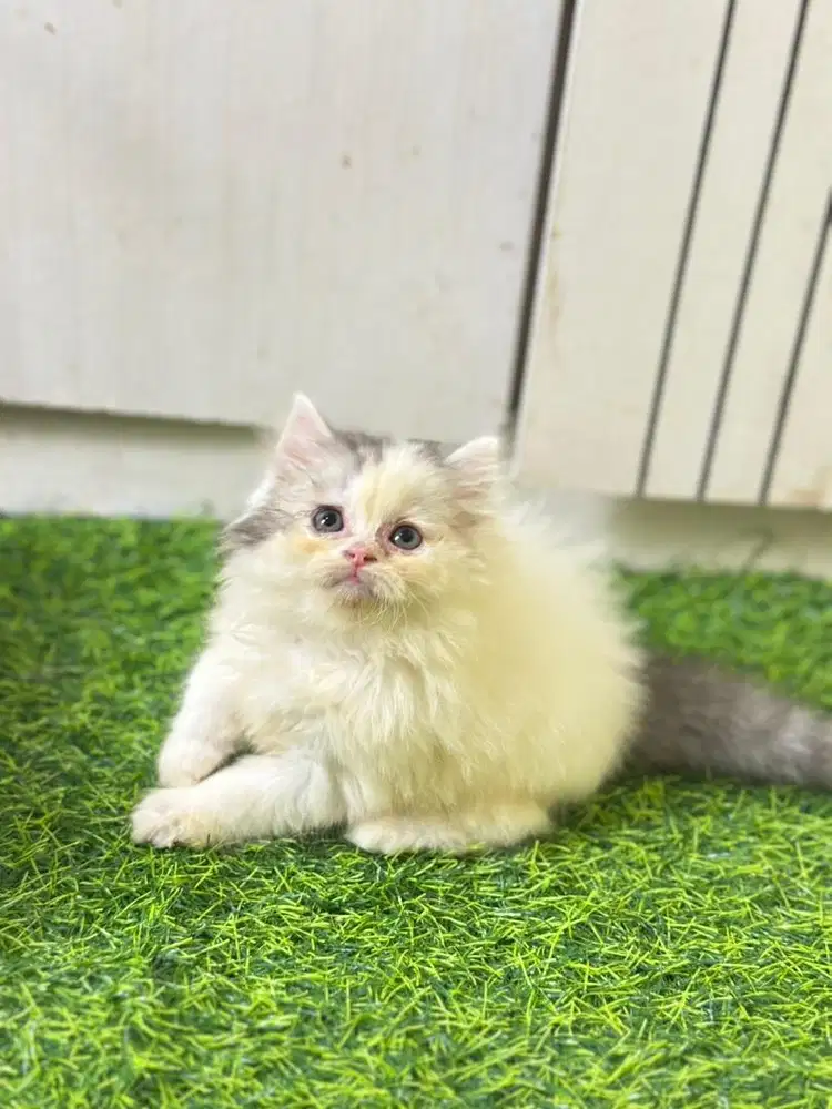 Persia flatnose abu putih