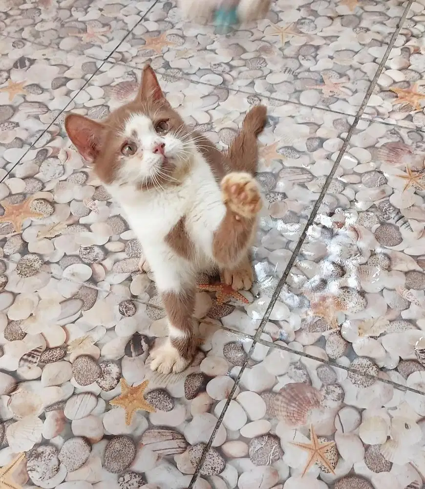 Bsh cinamon jantan