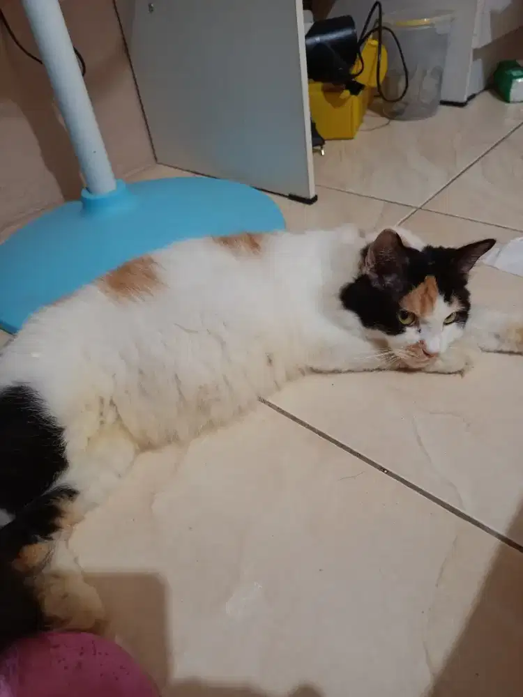 lepas adopsi kucing calico betina umur 1th