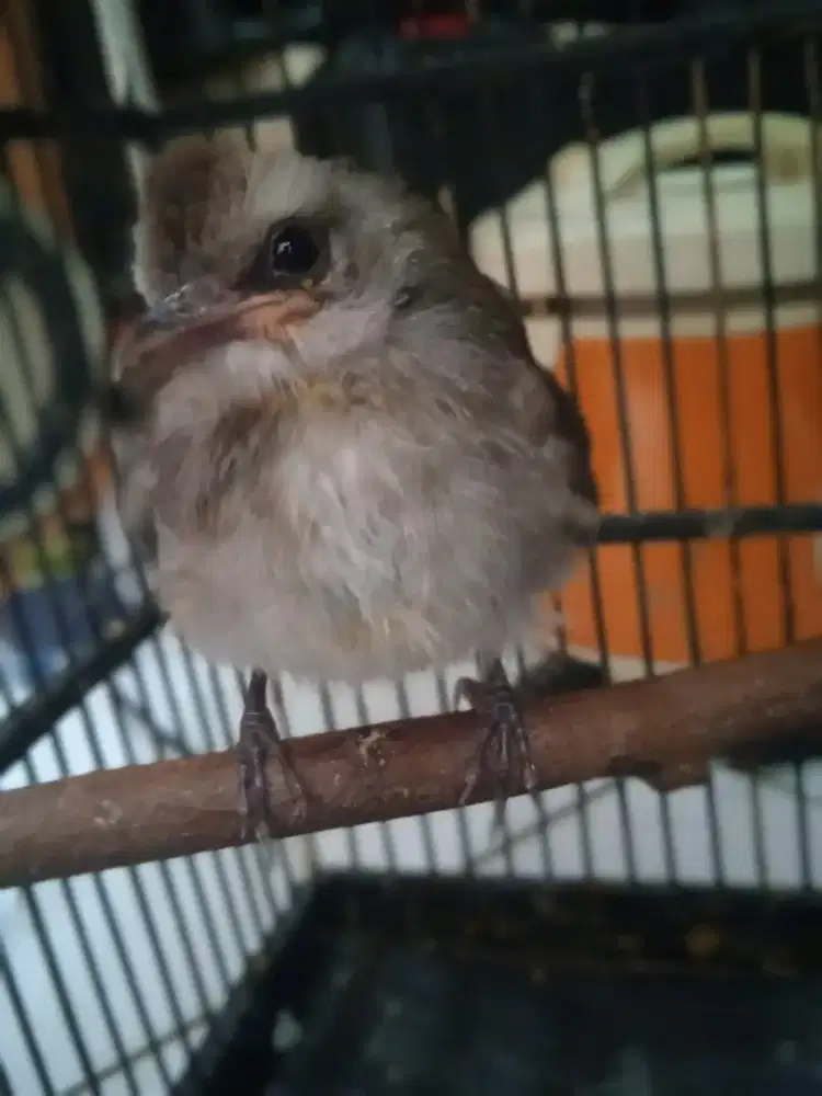 Dijual nih anakan trukcuk jantan um,1 bulan stngah,sht lincah,siap rwt