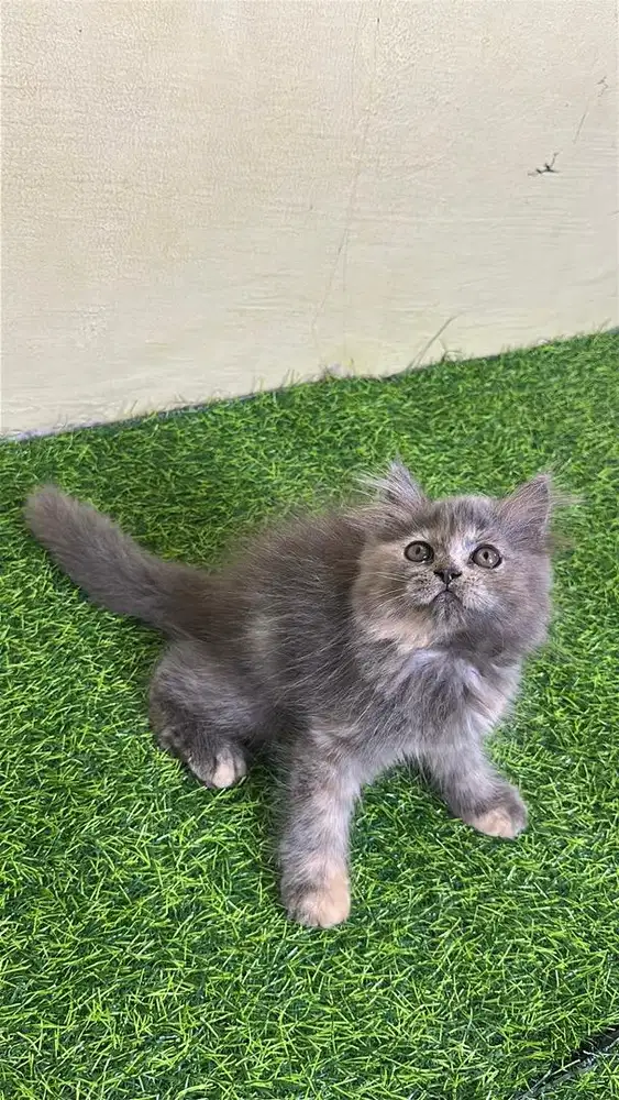 Persia flatnose bulu kapas