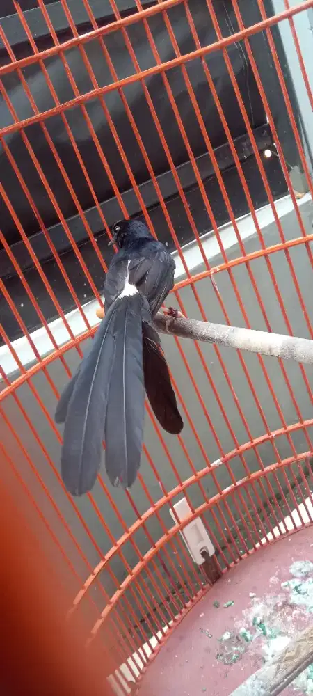 Burung murai batu