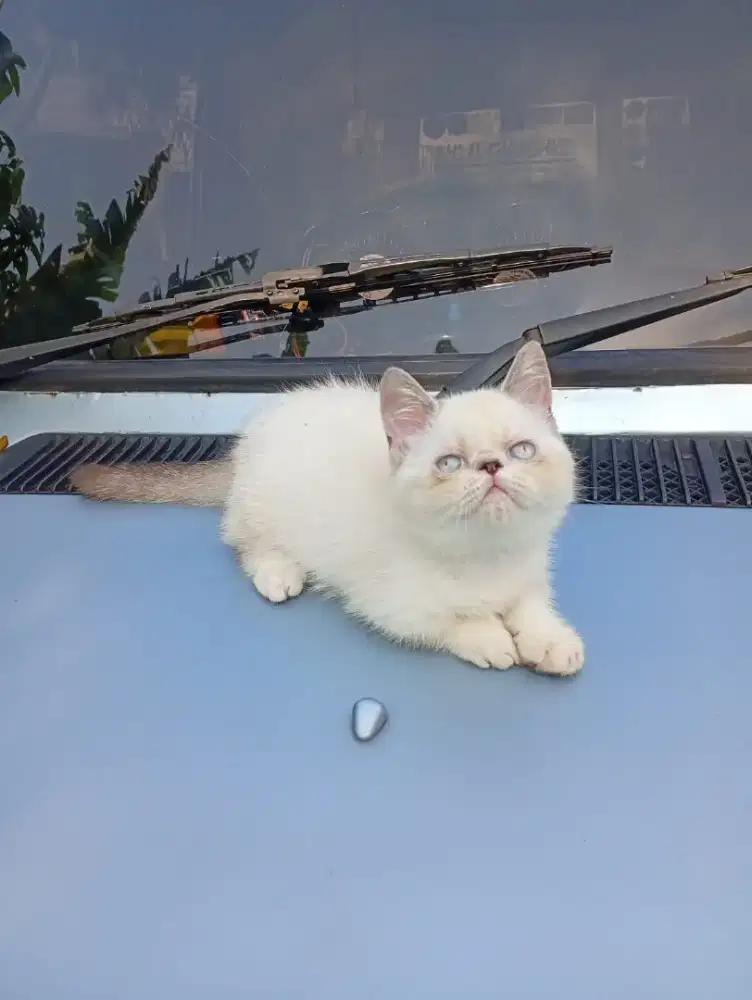 Kucing Munchkin exotic shorthair