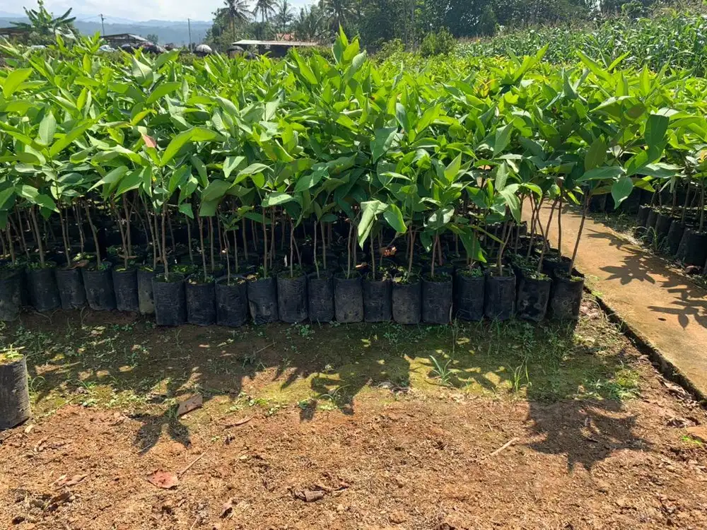 Bibit jambu air citra