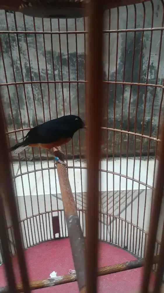 Burung murai jantan