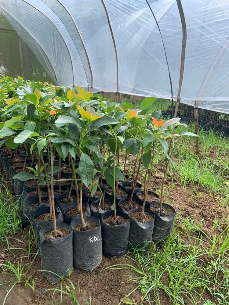 Bibit alpukat kendil