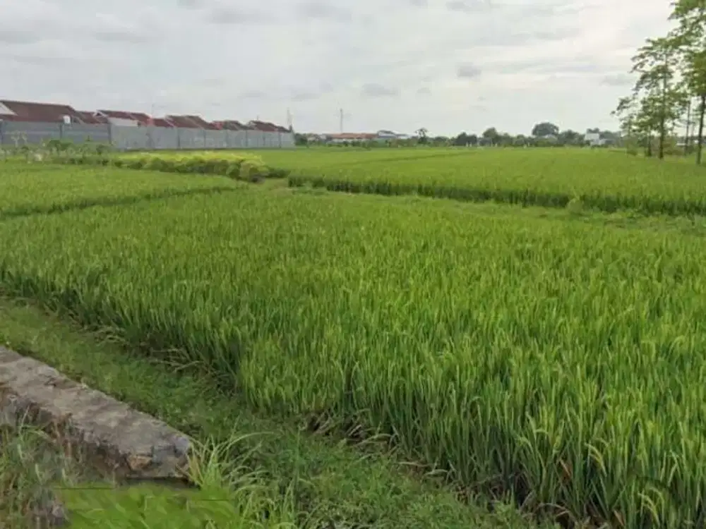 Tanah daerah Kaliwungu Kudus - 11423
