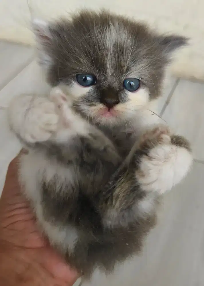Kucing Persia asli