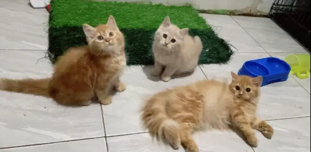 Kucing persia mix maincoon