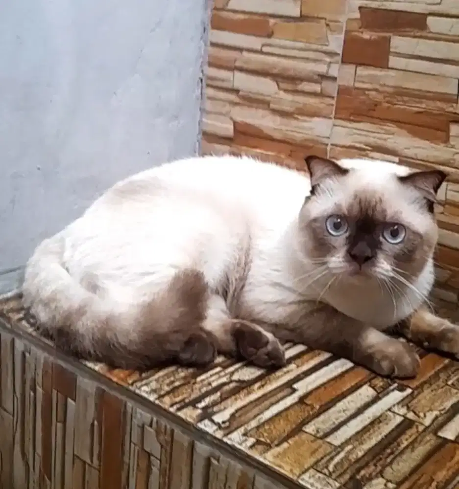 British shorthair Seal point