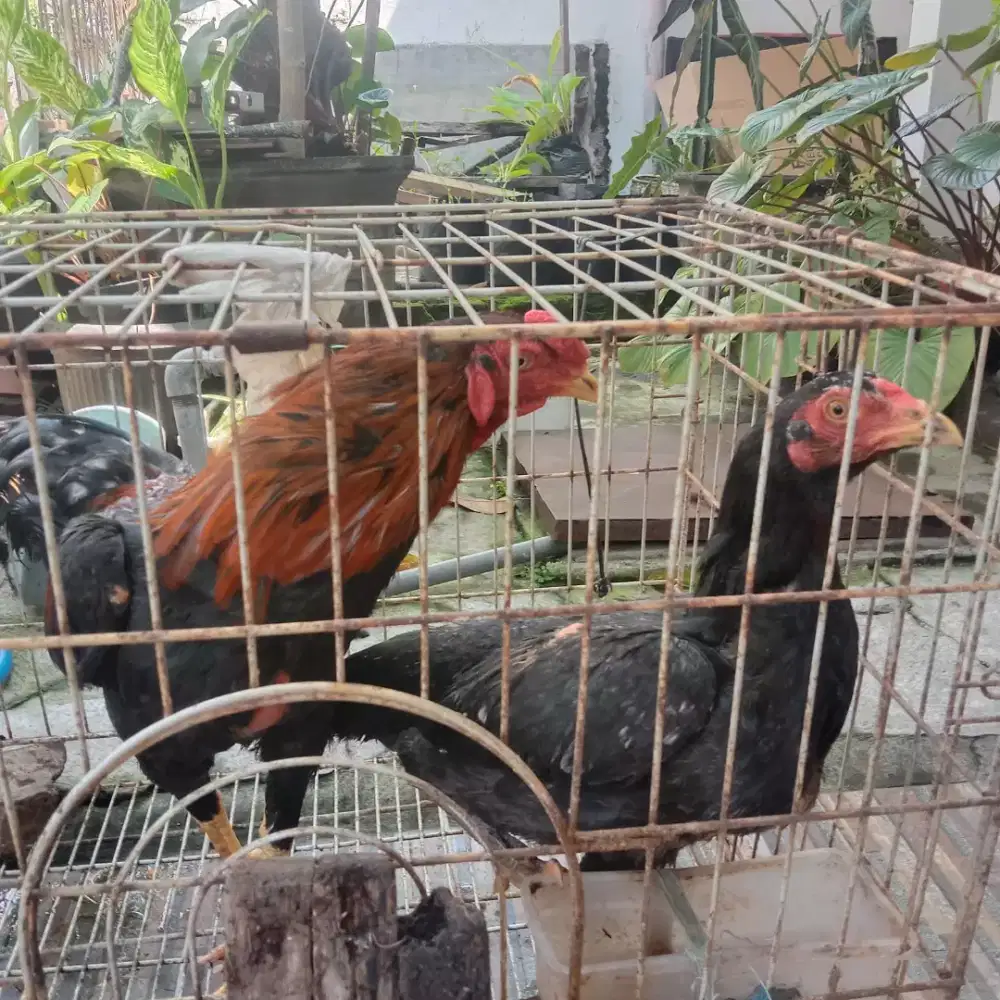 Ayam Bangkok sejodoh