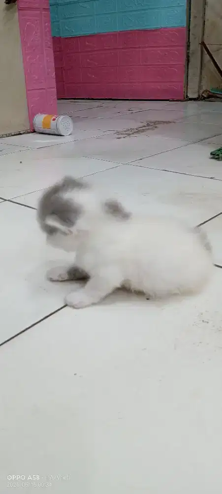 Kucing Persia umur 2 Minggu