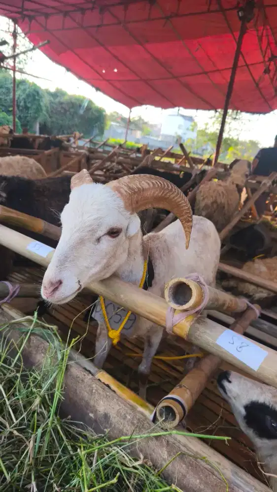 DOMBA QURBAN, BISA NEGO